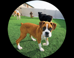 dog day care auckland Jolly Dogs Daycare and Grooming