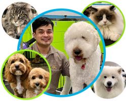 dog grooming courses auckland Scissorhounds Dog and Cat Grooming