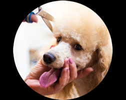 dog grooming courses auckland Jolly Dogs Daycare and Grooming
