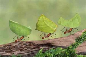 pest control shops in auckland Ant Pest Control Services Auckland